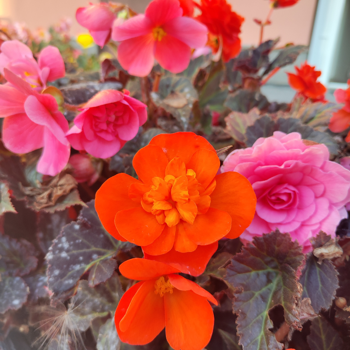 Осенние бегонии