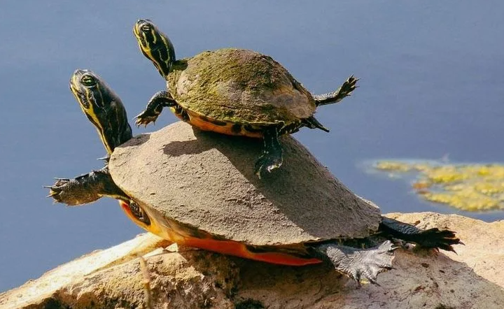 Поставь лайк!