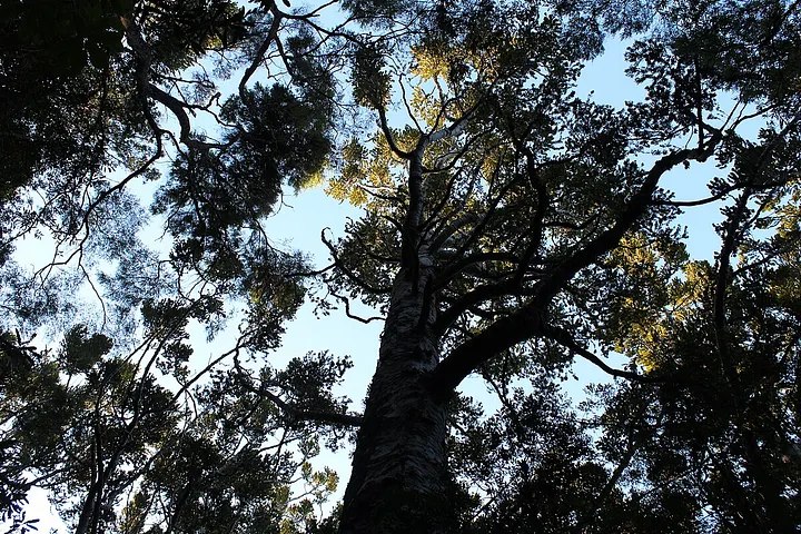 Дерево каури в заповеднике Кау́ри-Глен, Биркенхед/Норткот, Окленд, Новая Зеландия, фото Тима Макнамары, 2013 год