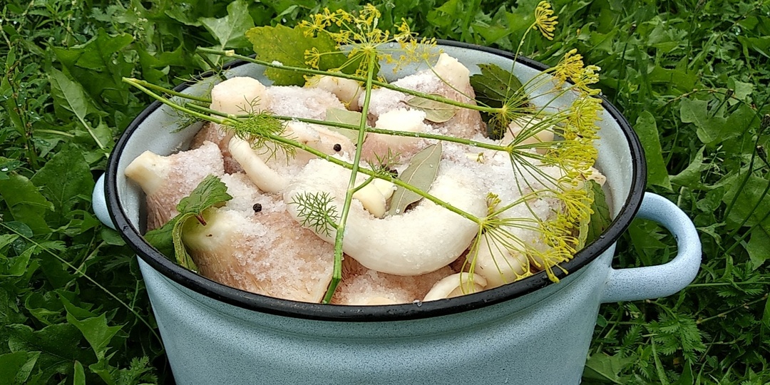 Солёные грузди (холодный способ).