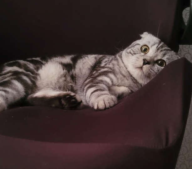 Как кошки узнают, что хозяин скоро вернётся