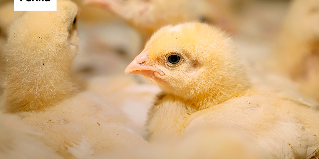 🐥 Осенняя посадка бройлеров: что нужно помнить