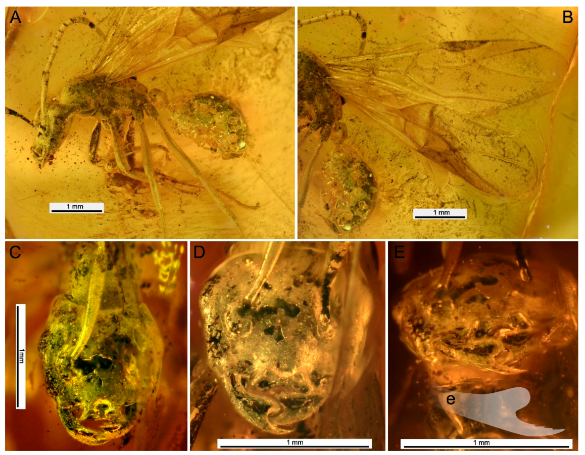    Dmitry Zharkov et al./Insects, 2025 Подробнее: https://наука.рф/news/novyy-vid-rogatykh-muravev-nashli-v-baltiyskom-yantare/