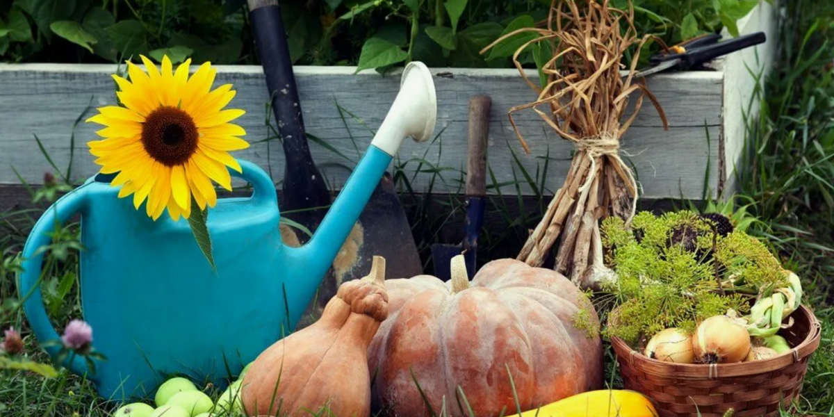 Огород в сентябре