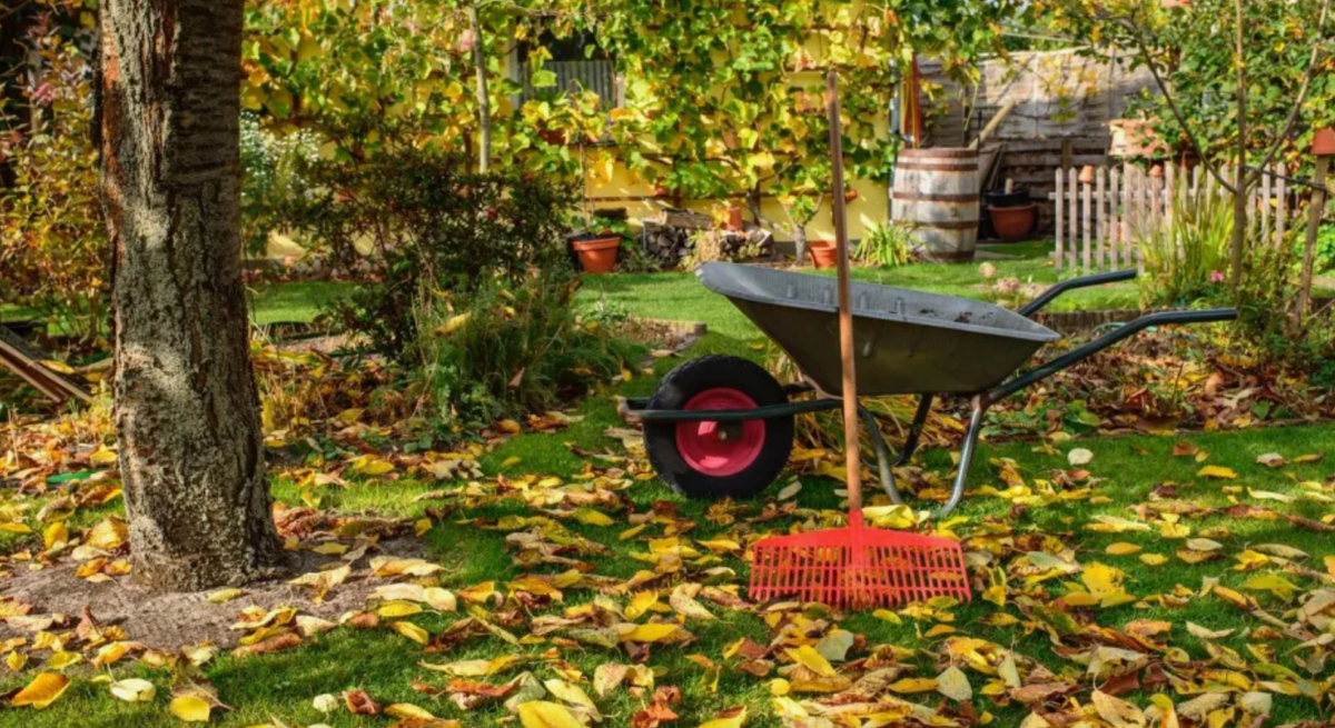 уборка опавшей листвы в саду в сентябре