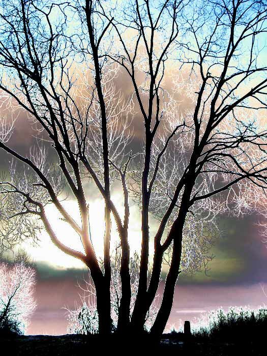 2. Любимое дерево пришельца. Мир теней.