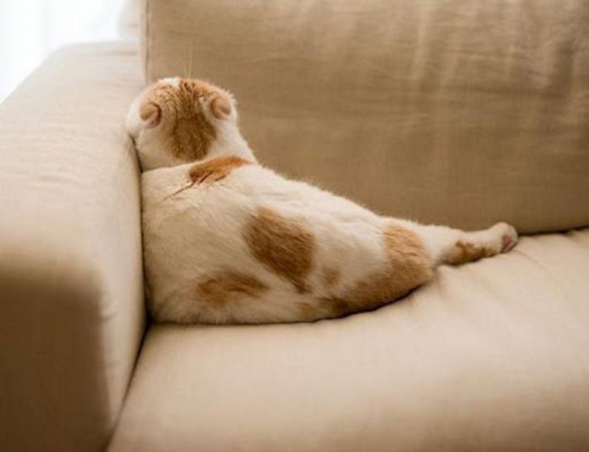 Фото из интернета.