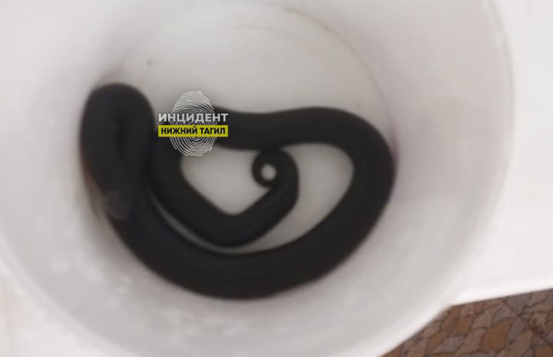     Фото: Инцидент Нижний Тагил