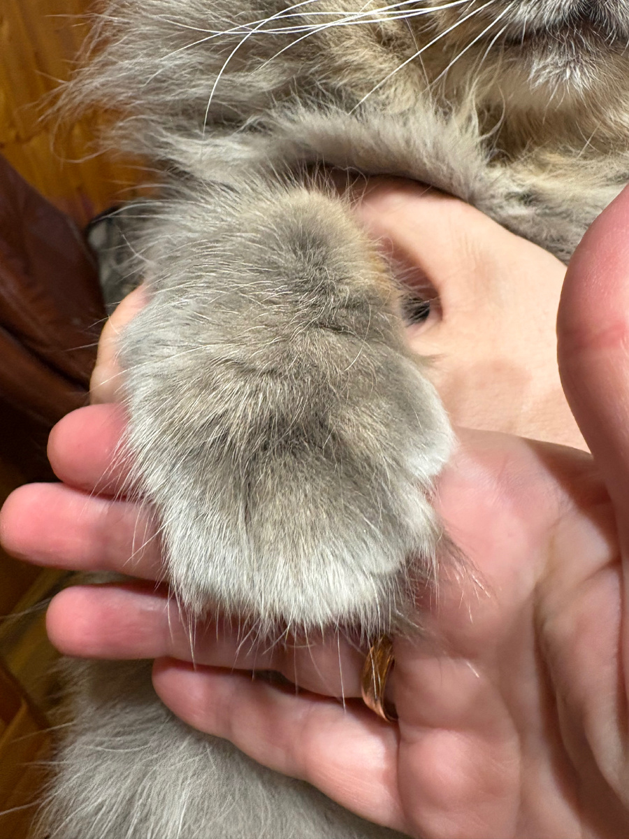 Филина шерсть торчит между подушечками лап. Везде фото автора.