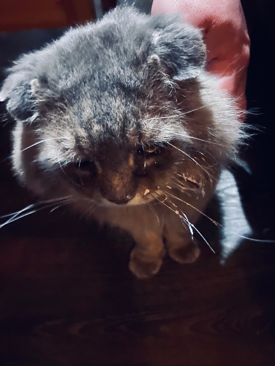 Хозяйка, быстро вытирай мою мордочку!