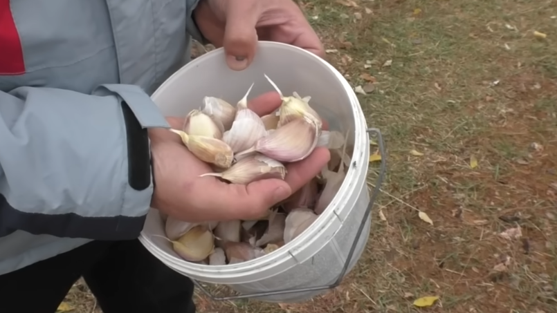 Перестал терять урожай озимого чеснока из-за промашек. Агроном открыл 3 правила для гарантированного успеха