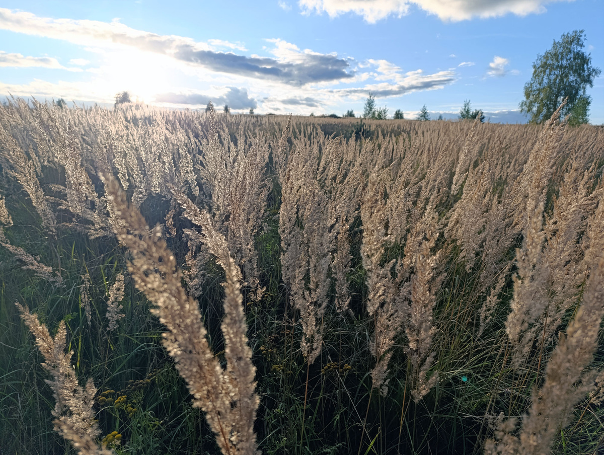 Высоченная трава на поле