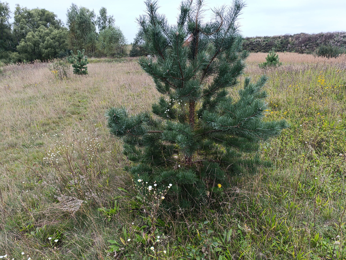 Молодые сосны на поле