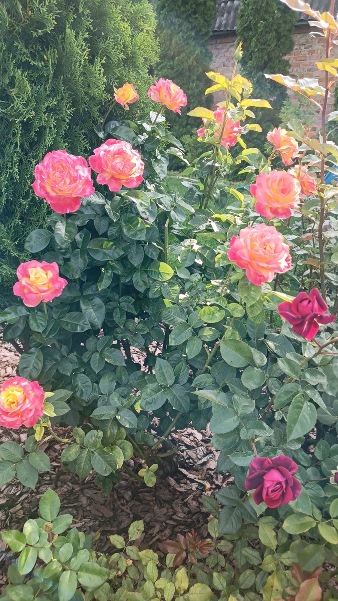 Восточный Экспресс и Бельвью, 2 августа 