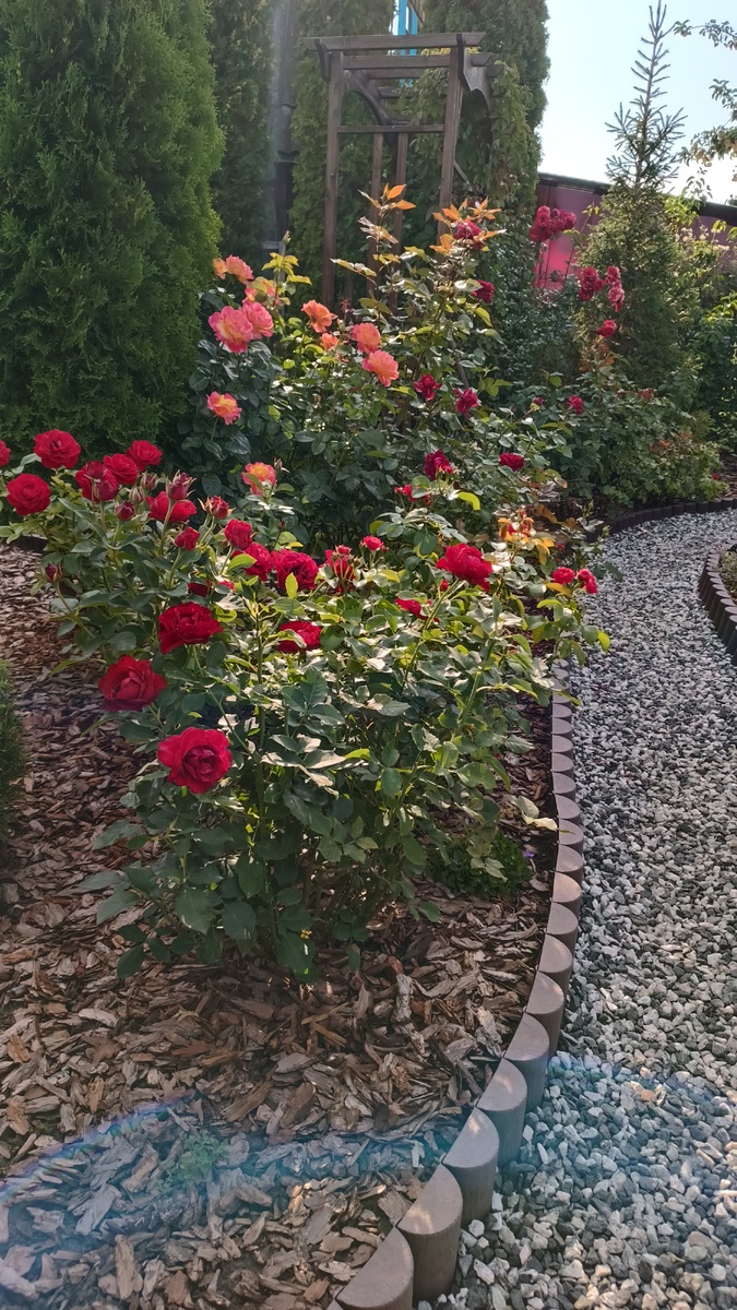 Главный розарий, южная сторона , 2 августа 