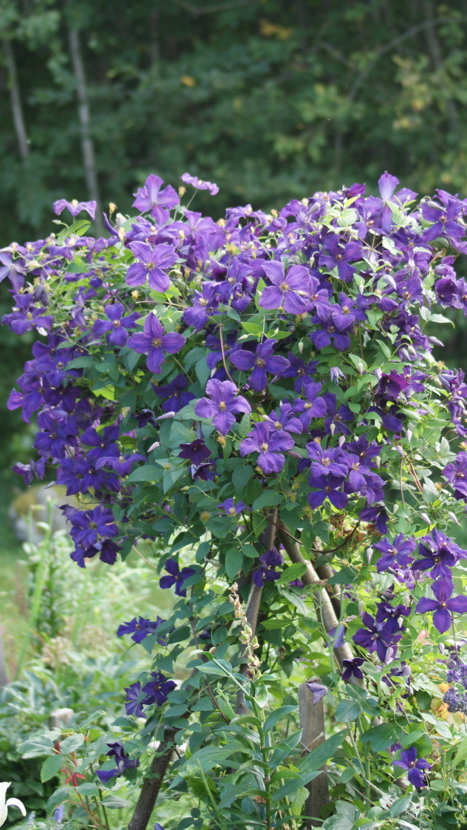 Мой клематис