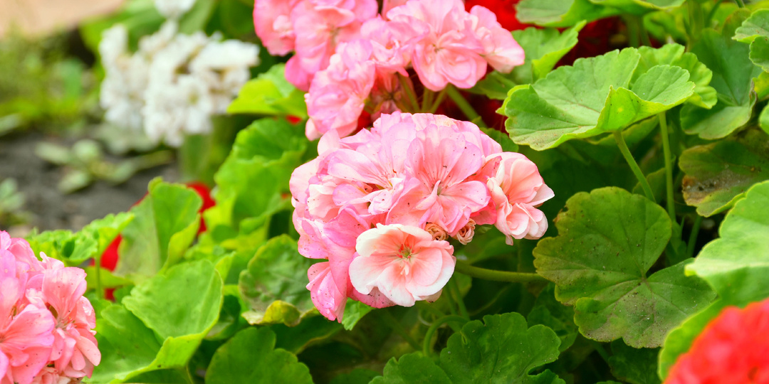 Наступила осень - пора сохранять герань. Простые шаги для здорового и обильного цветения в следующем сезоне