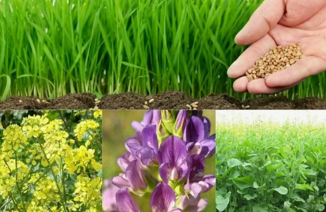 сидераты для осеннего периода