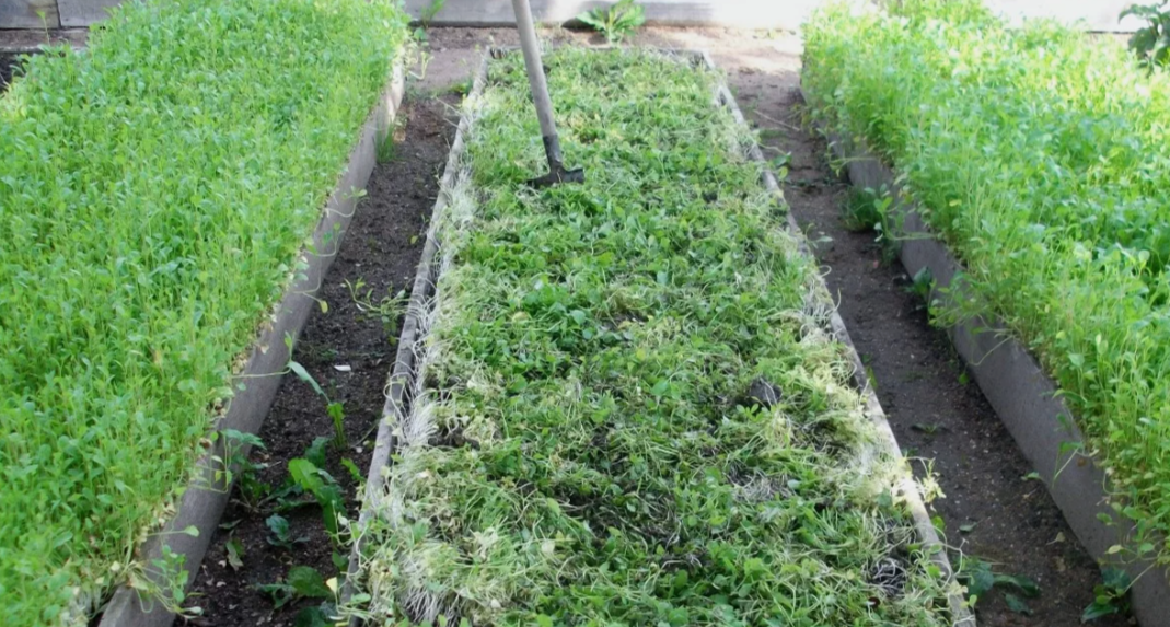 заделка сидератов в почву