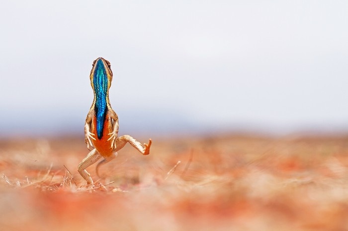 Спортсмен от природы. (специальная отметка жюри. 2024) Автор. Пратхан Пратик