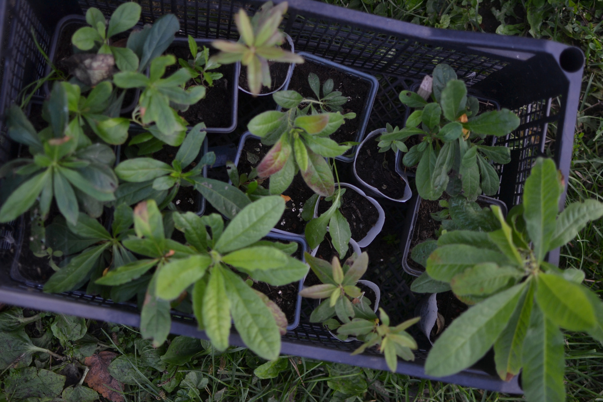 Рододендроны, вид сверху