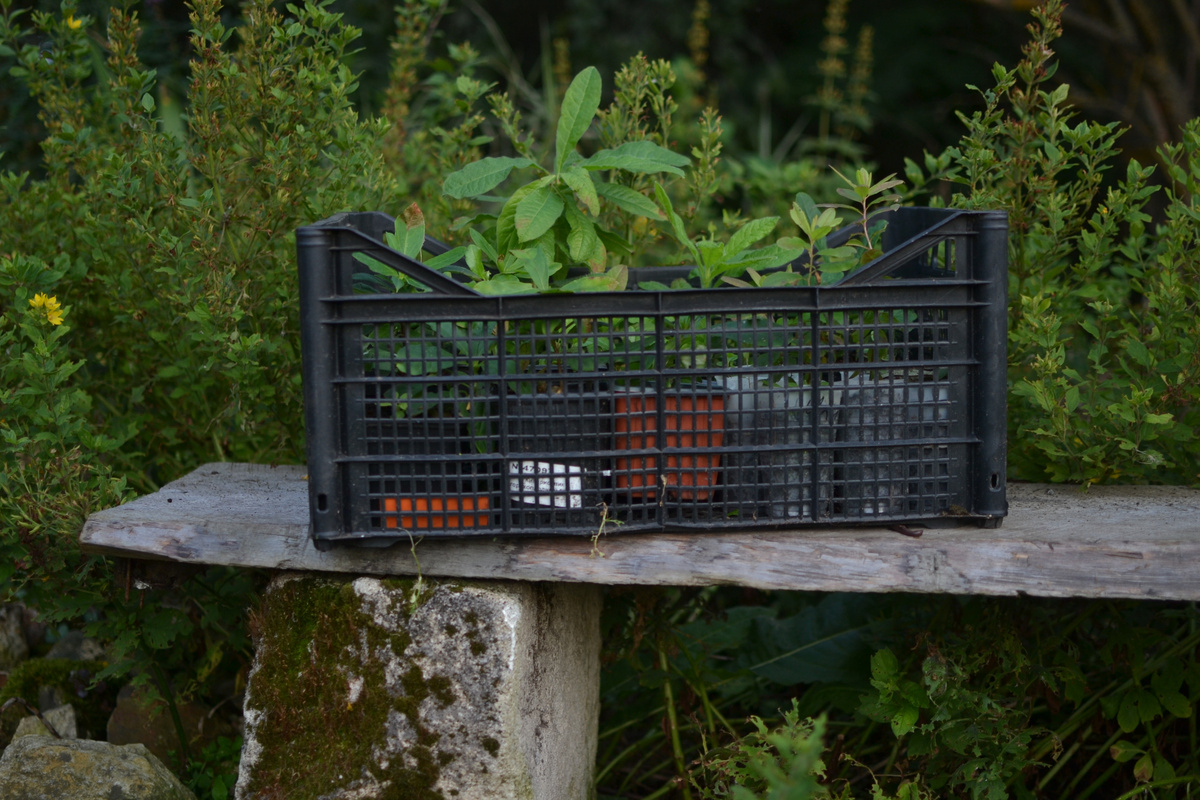 Привет-привет, - словно кричат, выглядывая из-за бортика, рододендроновые малыши