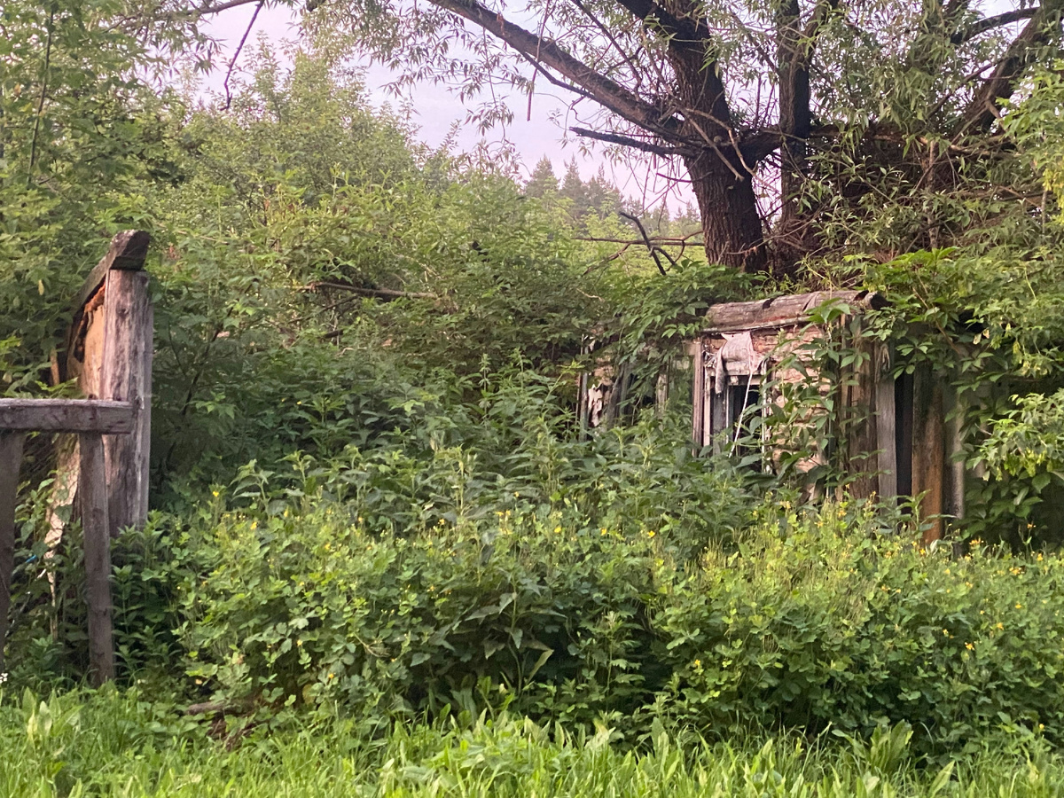 Закон есть, а порядка нет: почему нам с вами приходится бороться с заброшенными участками в одиночку?