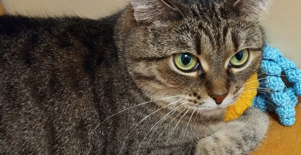 🆘Хозяйка Фроси тяжело больна. Срочно ищем семью для кошечки! 🆘