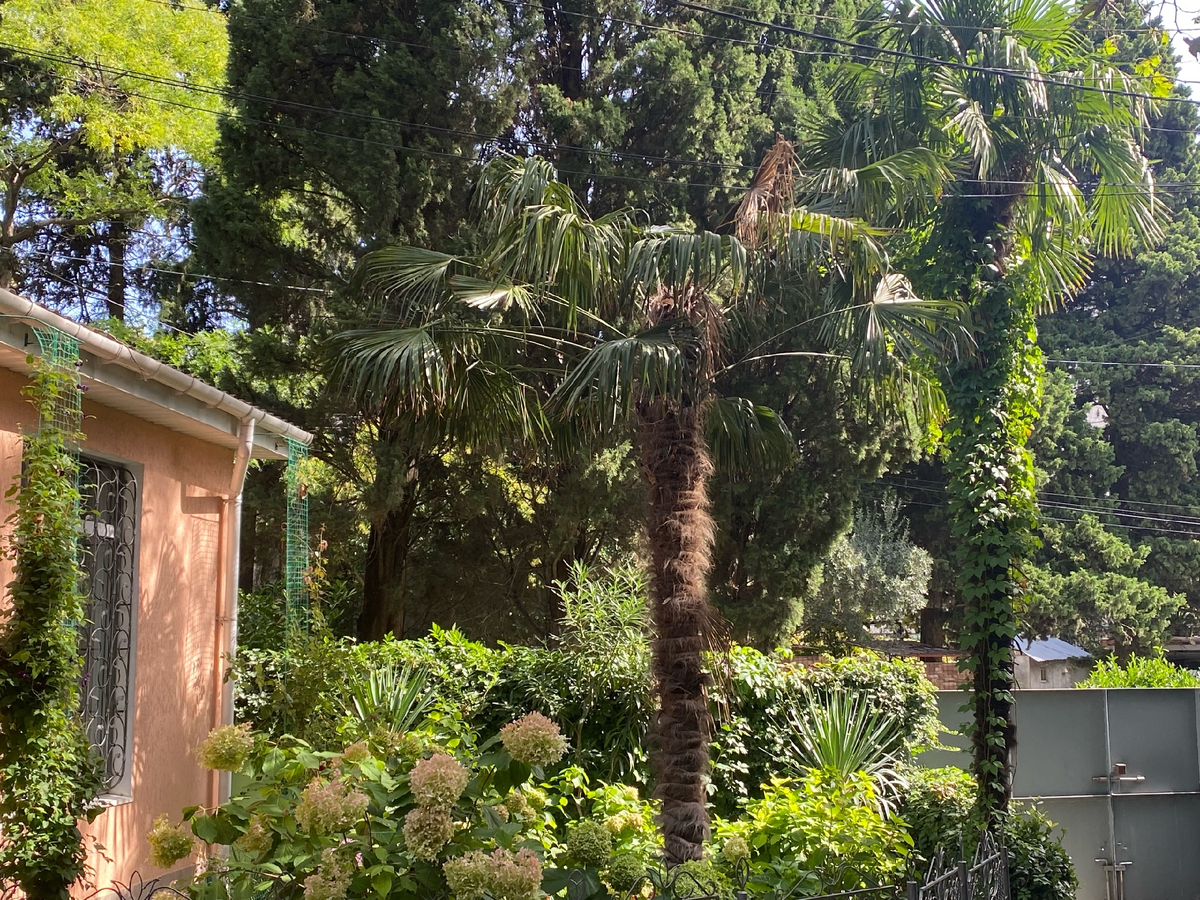 Наш уютный дворик с пальмами. Фото автора.