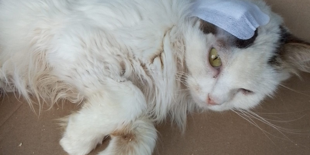 💯День стольника кошек💯 В помощь кошечкам Лиме и Жанне