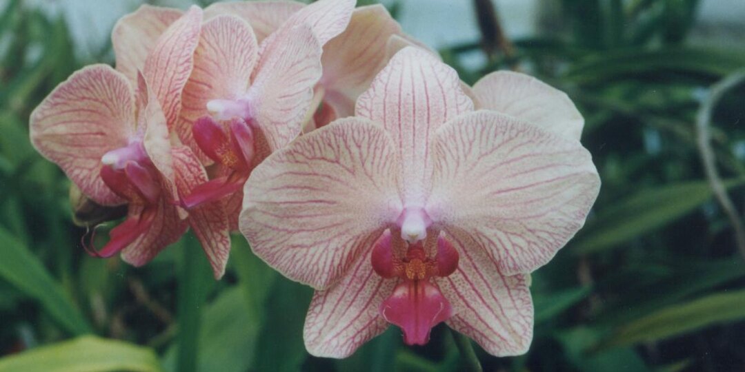 От серых корней до роскошных бутонов: метаморфозы орхидеи дома