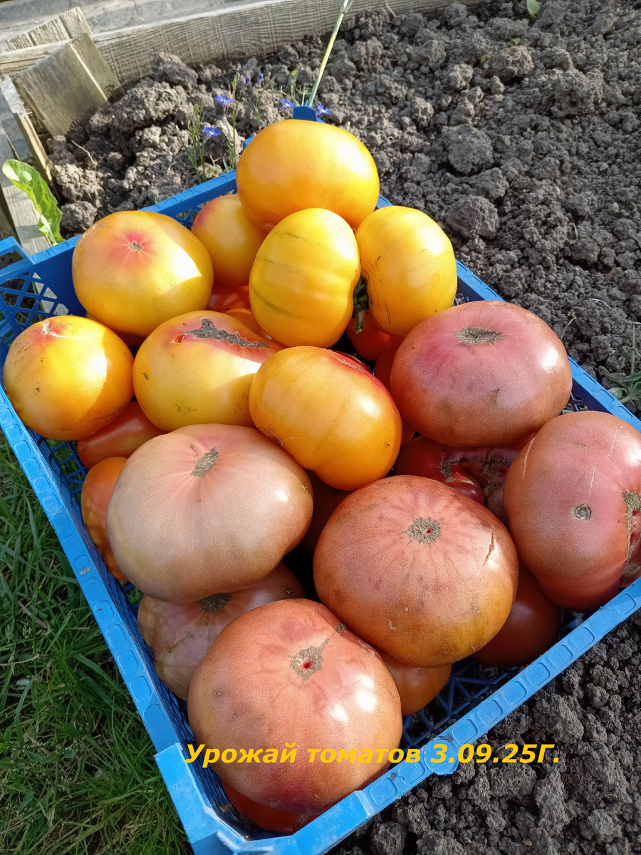 Сняла томаты "Гономы".