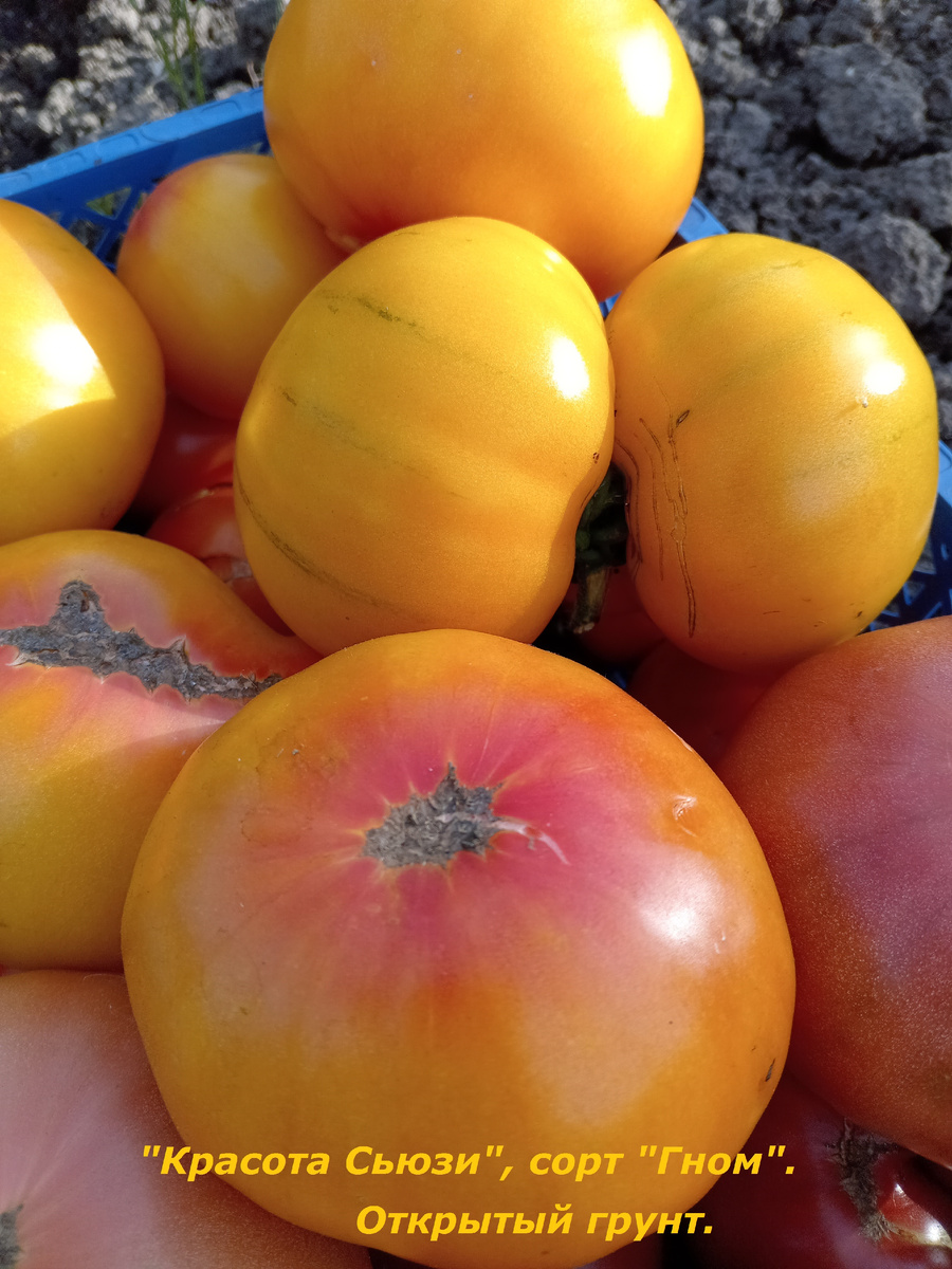 "КРАСОТА СЬЮЗИ".