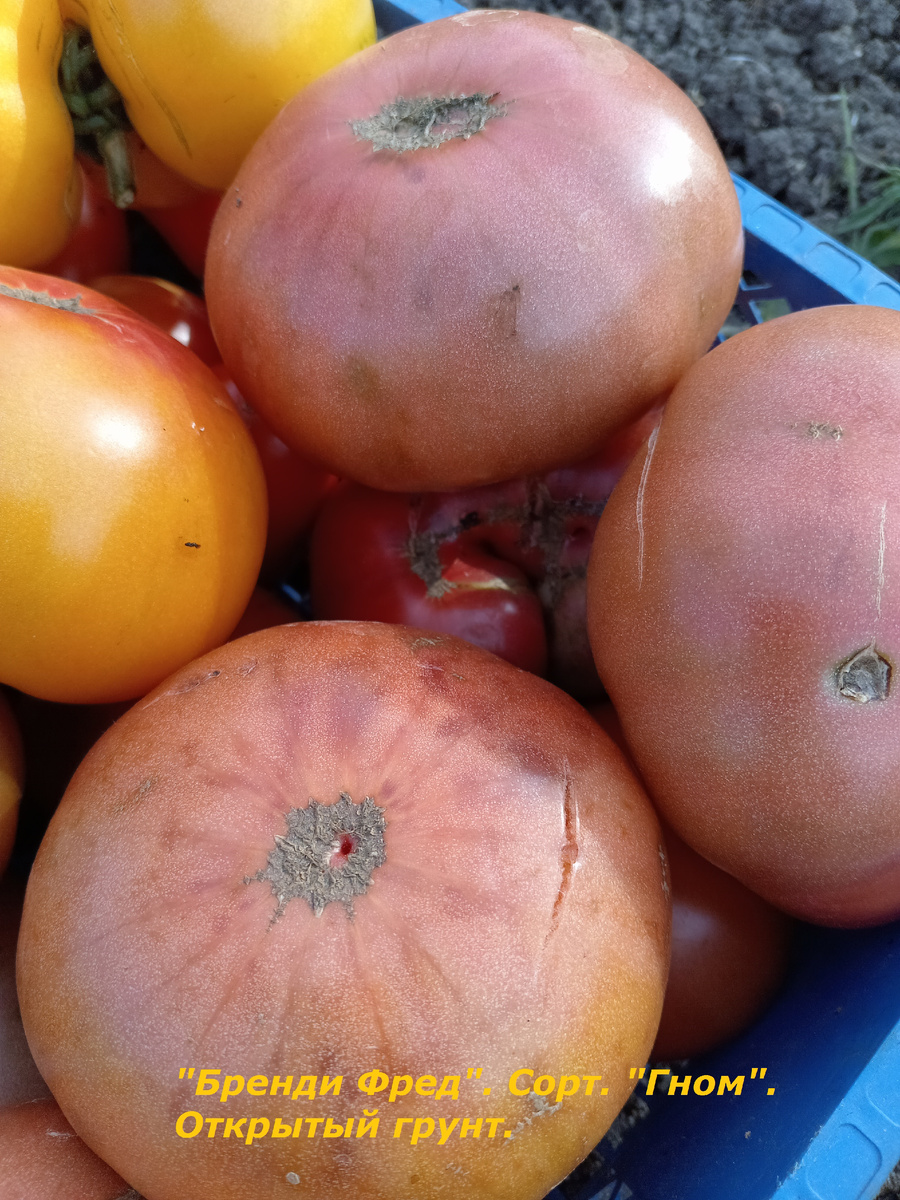 "БРЕНДИ ФРЕД",