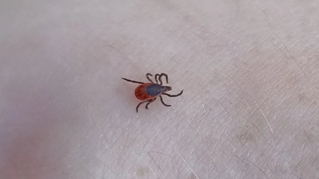    фото: Царьград