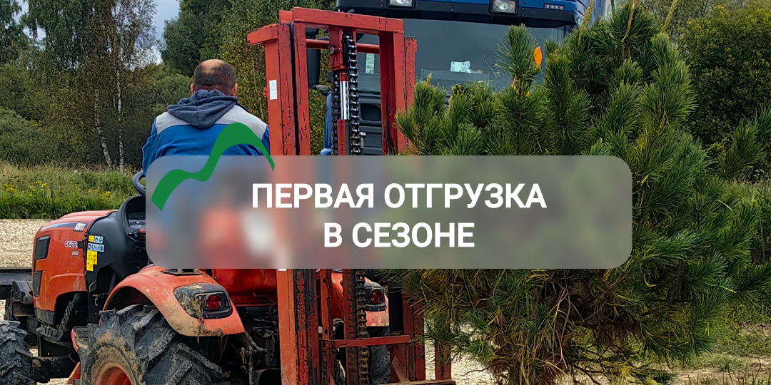 Первая отгрузка сосен в осеннем сезоне!