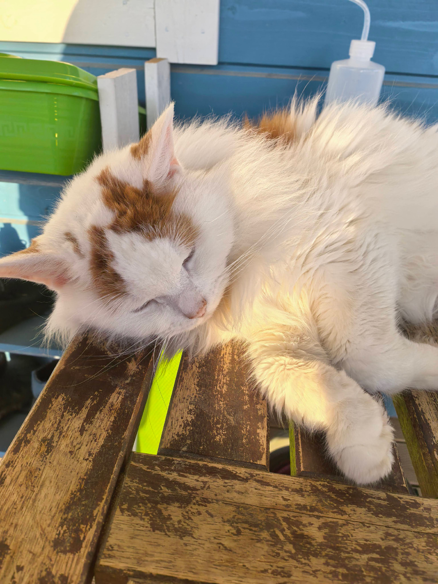 Самая лучшая жизнь у домашних котов