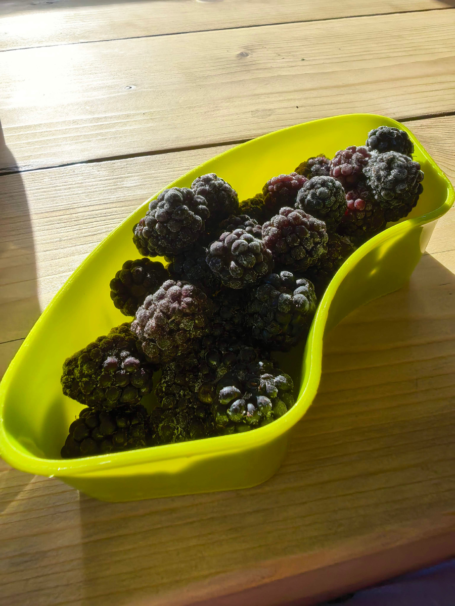 Ежевику привезла сестра мужа, а собирала и морозила ее для нас бабушка. На будущий год мы тоже планируем ежевику посадить. Очень я ее люблю; 