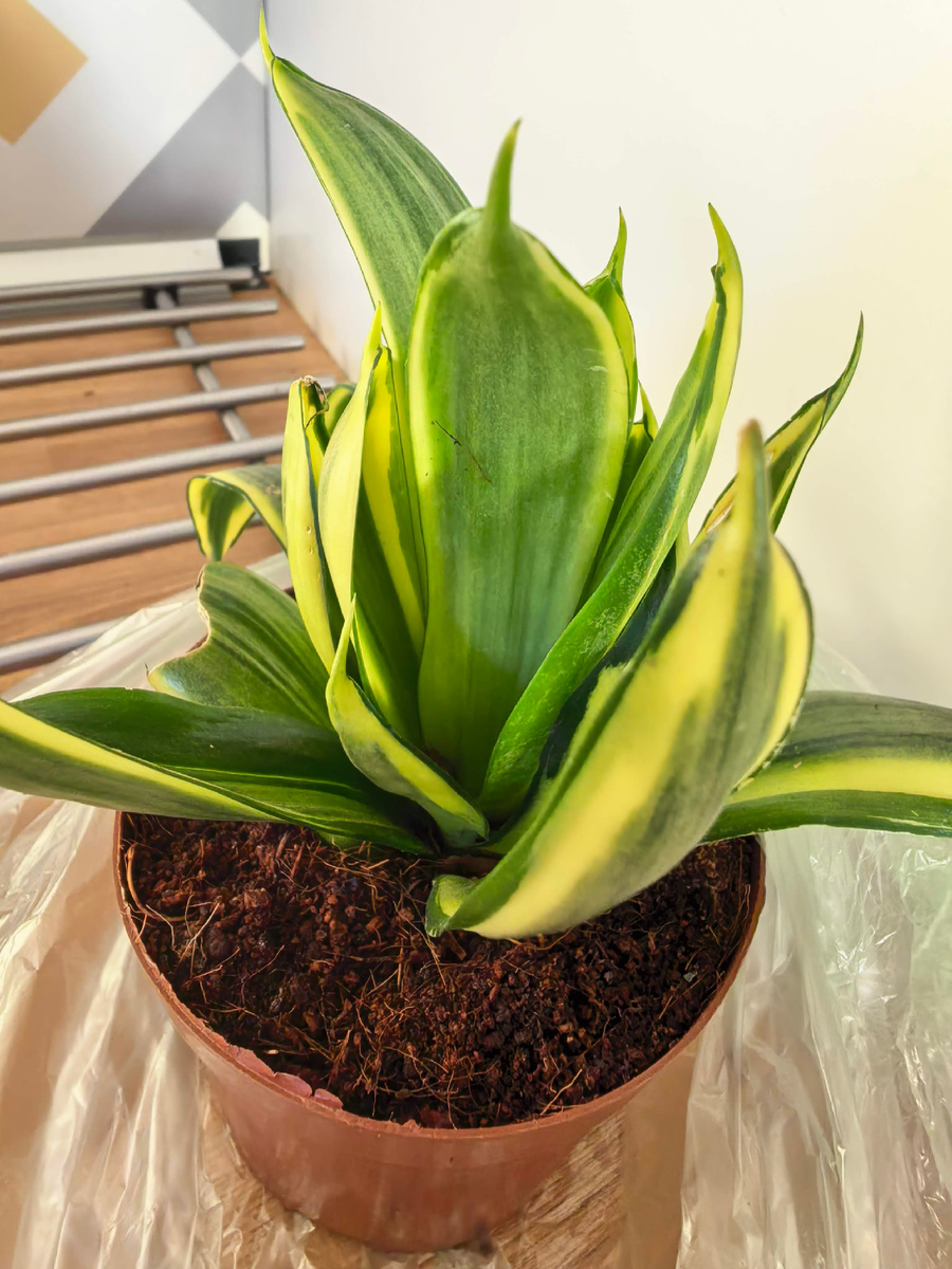 Подарок Тише к новому учебному году