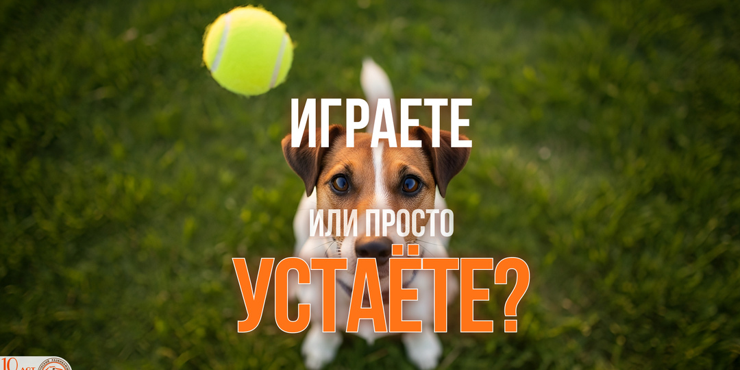 Как правильно играть с собакой: 3 игры, которые строят доверие, а не просто сжигают калории