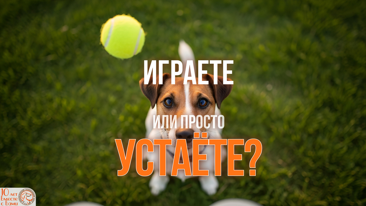 «Мы точно играем, хозяин? Или просто убиваем время?» | Собака джек-рассел-терьер игнорирует мячик и с любовью смотрит на хозяина | Изображение: DogSelf