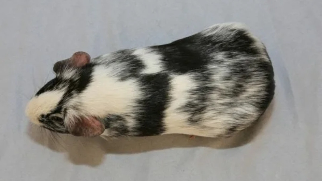 Примерно так выглядит эта свинка. Фото из интернета.