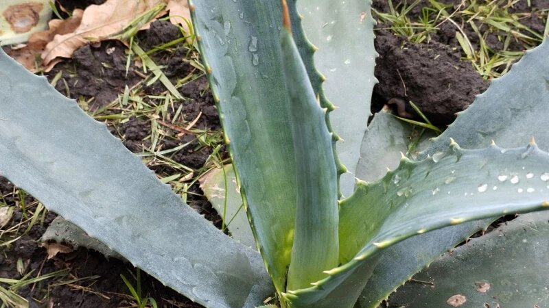     Голубая агава Екатерина Сибекина