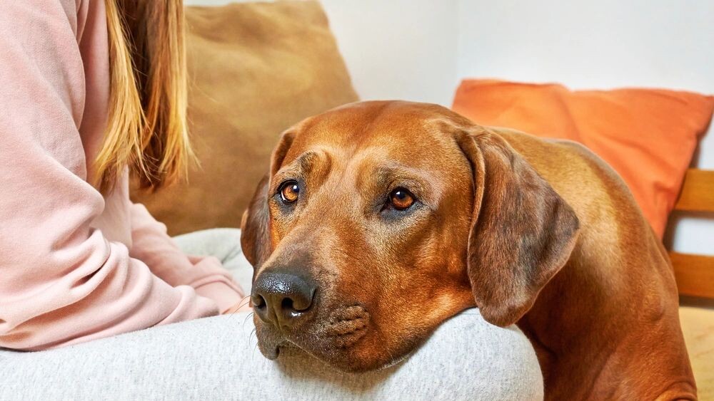    Фото: Zontica/Shutterstock/Fotodom