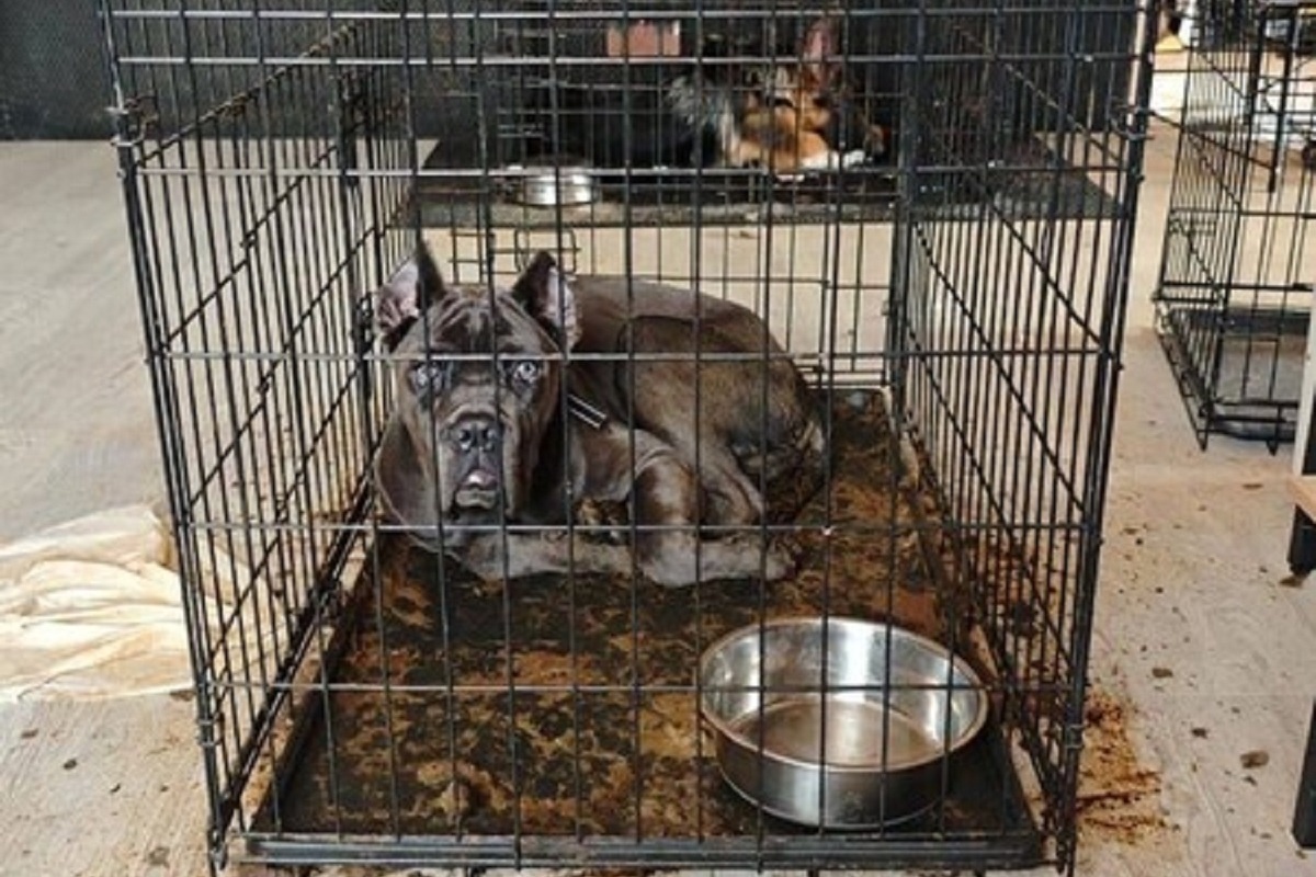    Фото: Telegram-канал «Baza», источник: @bazabazon