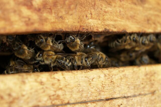 Пчелы в улье. Фото: pexels.com