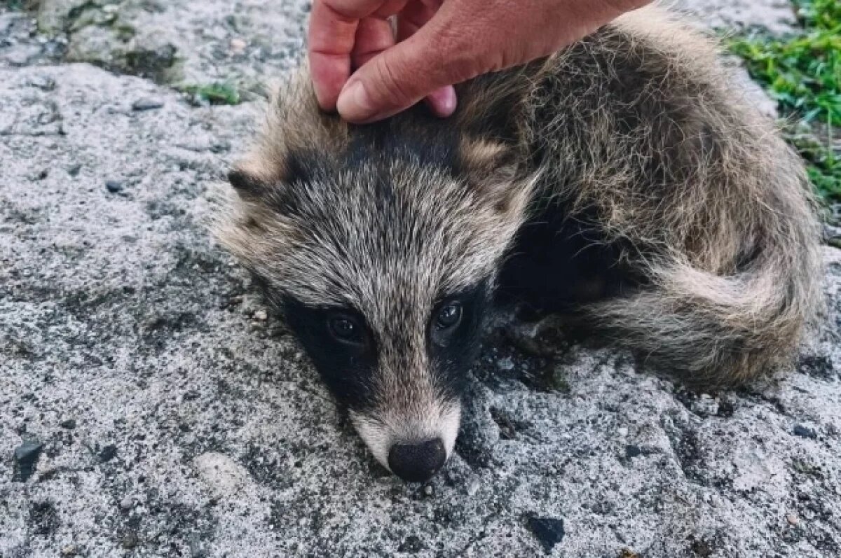    На Сахалине сотрудники биостанции спасли больного енота