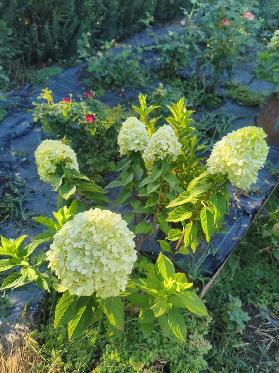 Литл Лайм, полное солнце