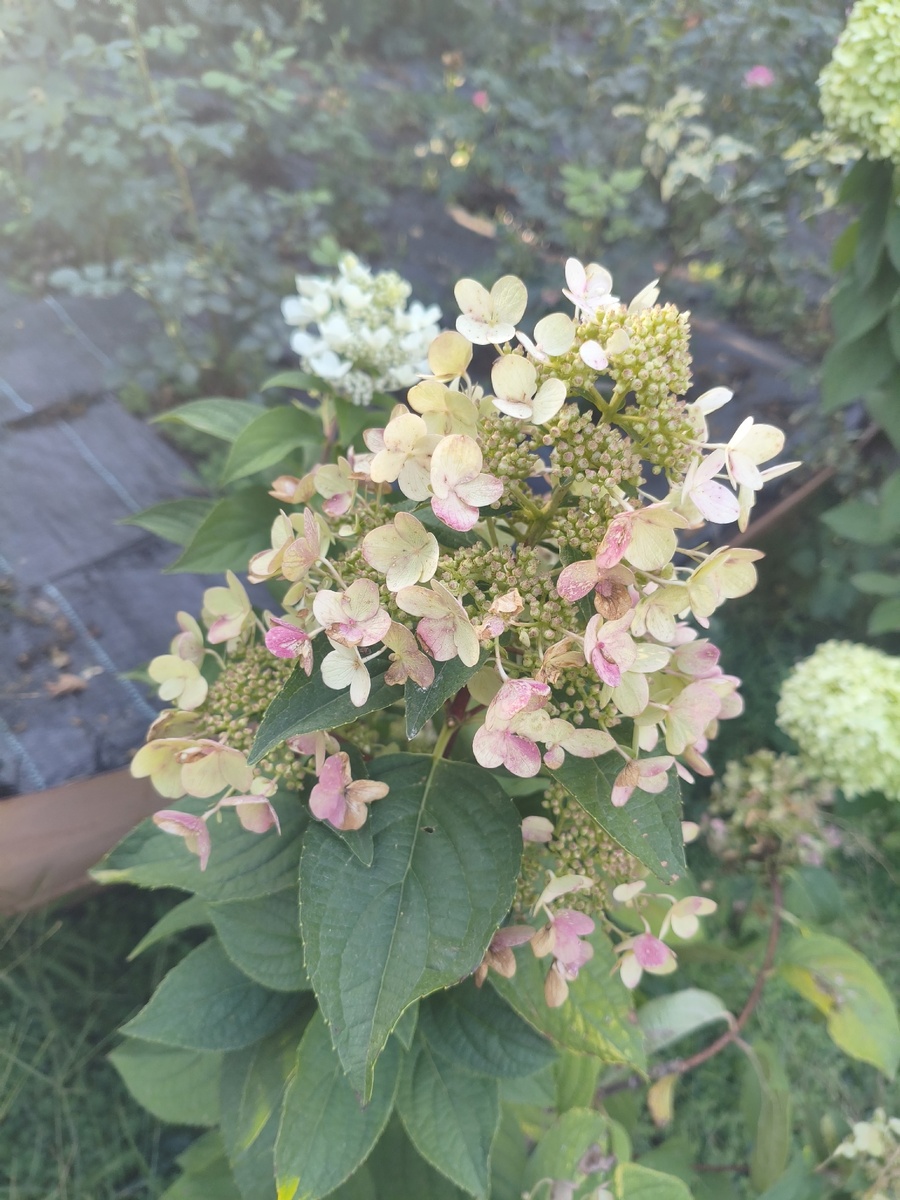 Втмс Ред, гортензия-бабочка