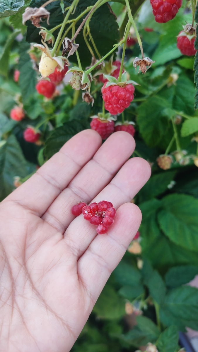 Фото автора. Ягоды маленькие, их много, но когда срываешь, они рассыпаются